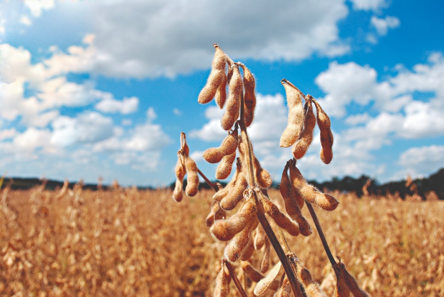 Comercialização de soja avança bem no Brasil e mercado aguarda números do USDA