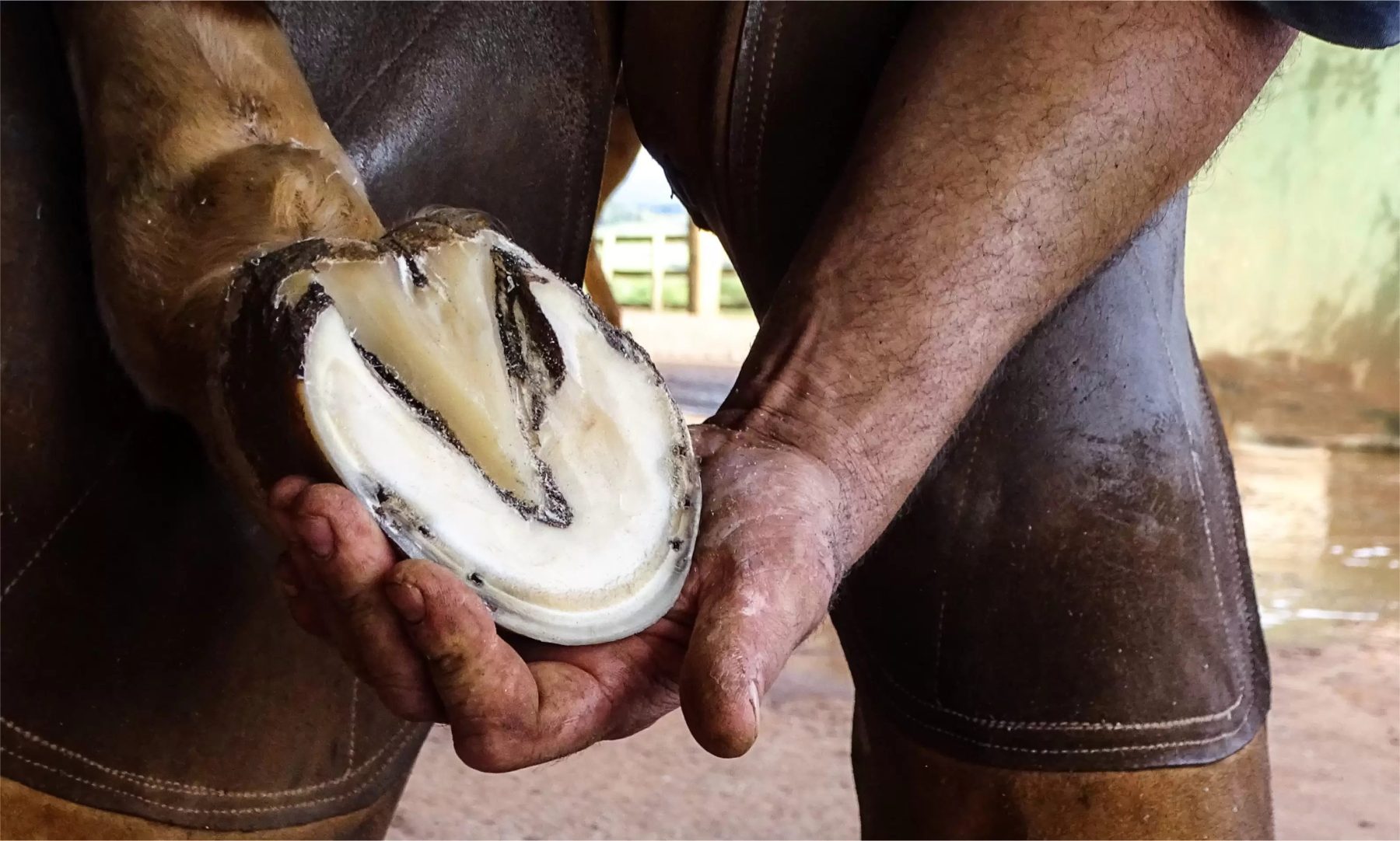 Por que os cavalos devem ser casqueados