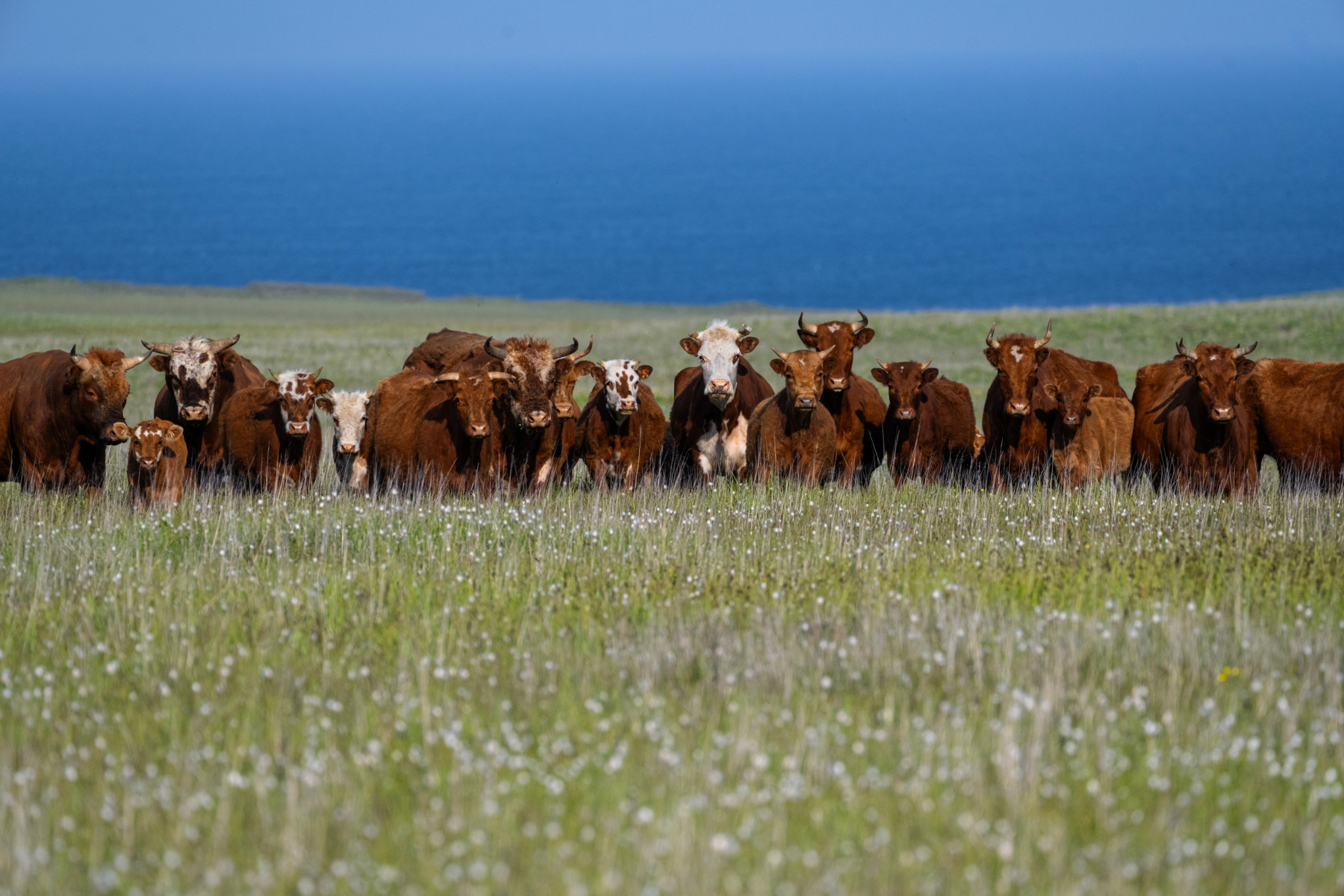 Conheça Chirikof Island, reconhecida como a ilha das vacas selvagens