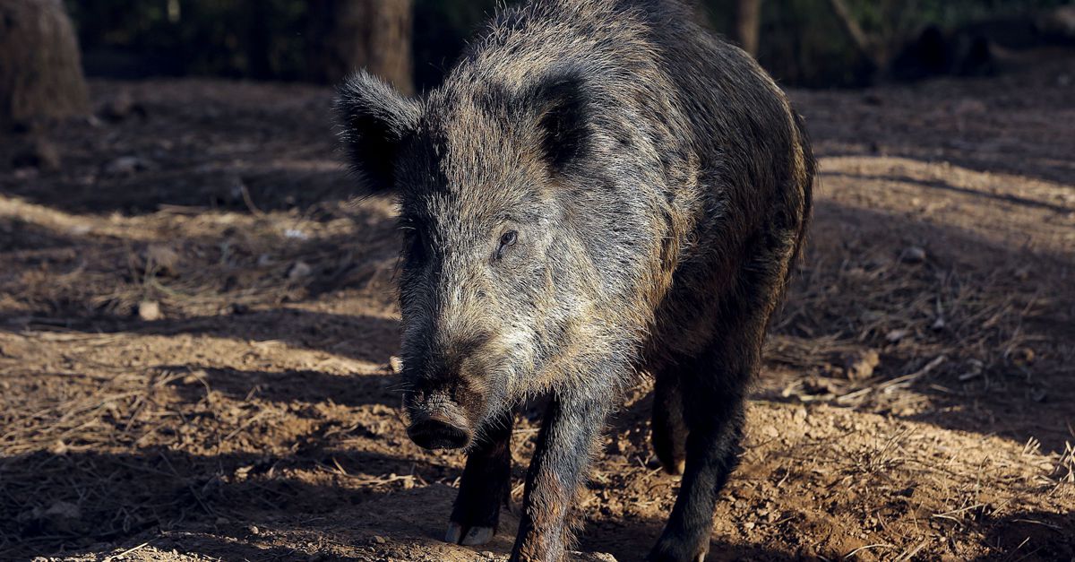 Javalis invadem fazenda e atacam cachorro de estimação; vídeo alerta para risco
