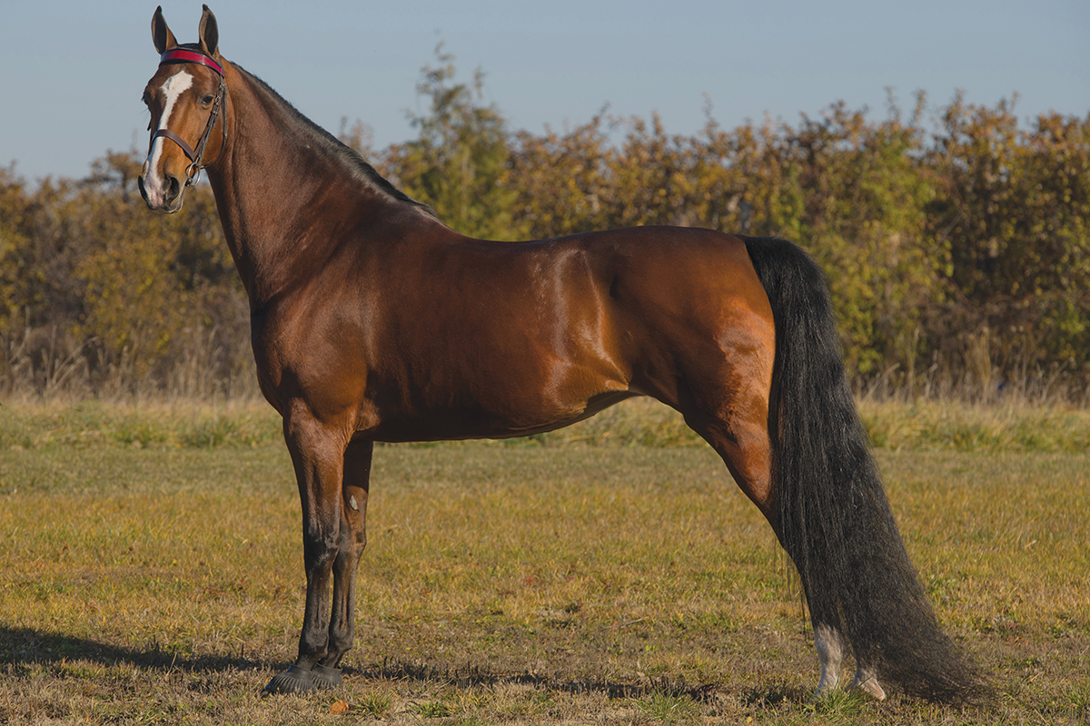 Conheça o cavalo Saddlebred, o orgulho dos EUA: do campo de batalha às arenas de gala