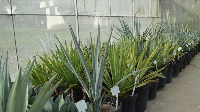 Embrapa pesquisa planta da tequila para produzir etanol