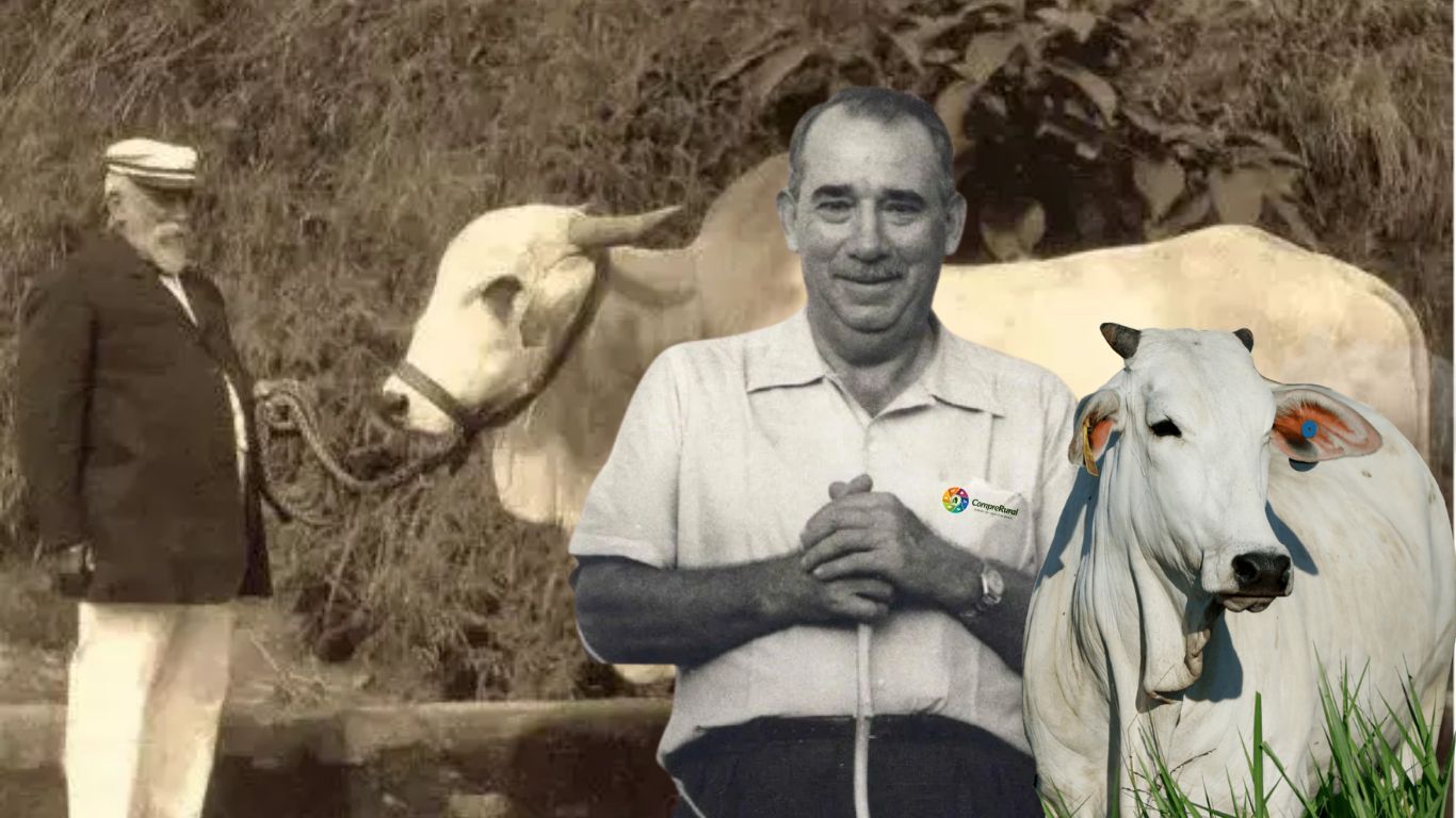Conheça os “pais” do Nelore, visionários que trouxeram e moldaram a raça no Brasil