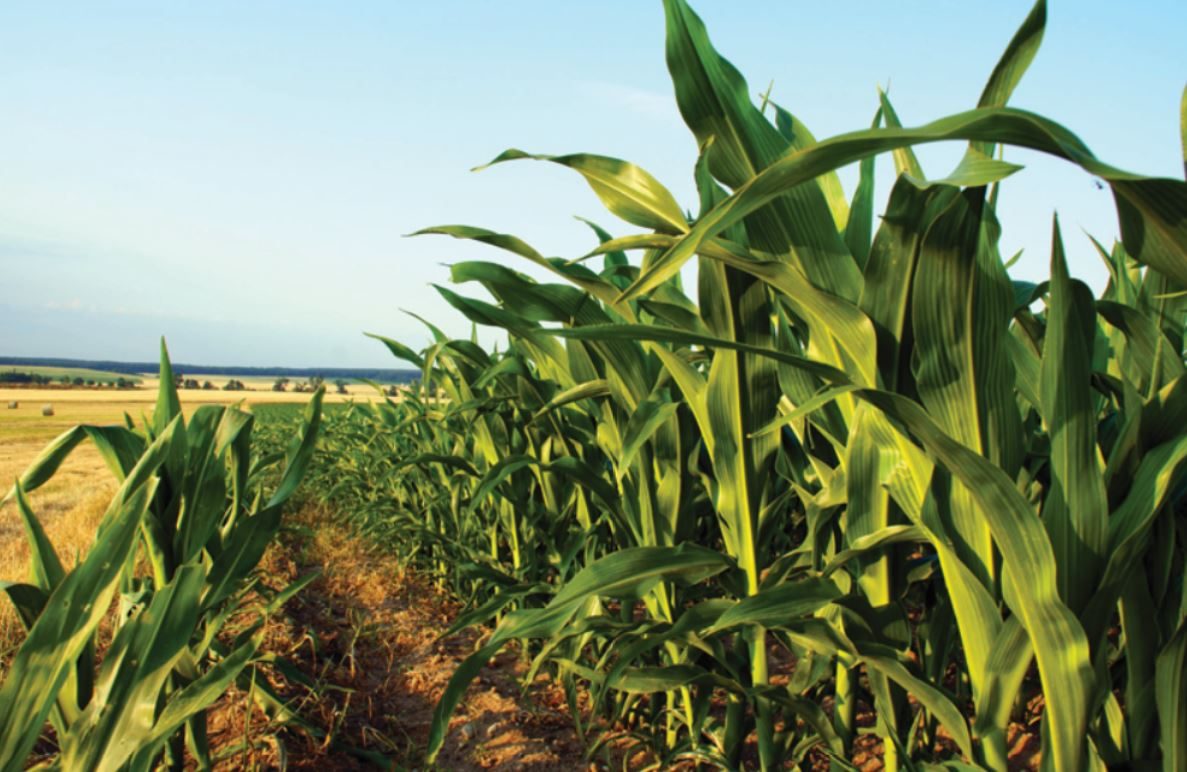Agrural: Com MT no fim, colheita da safrinha de milho 2025 chega a 88% no Centro-Sul do Brasil