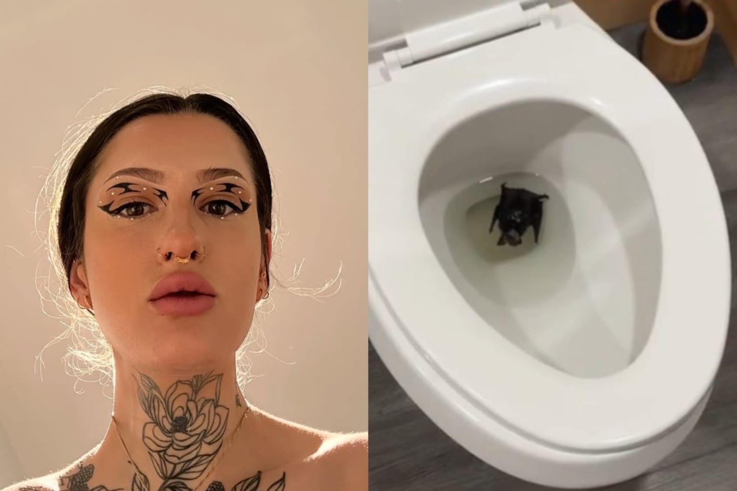 Mulher viraliza ao achar morcego em vaso e seguidores indicam vacina