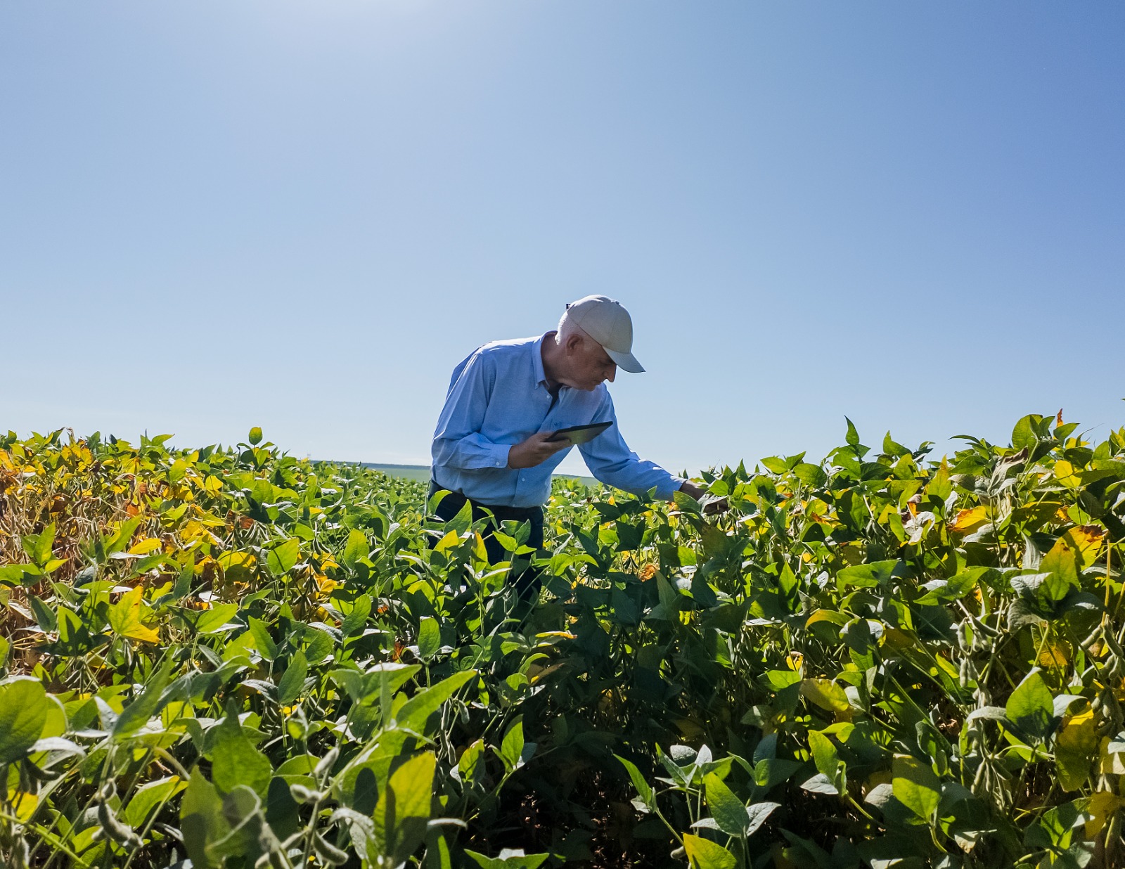 Inoculantes de alta performance elevam eficiência das lavouras e antecipam nova era para a agricultura brasileira