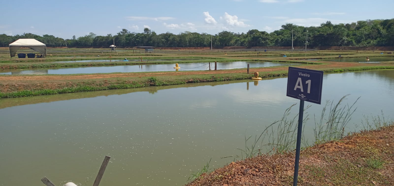 Candidatos à chefia-geral da Embrapa Pesca e Aquicultura apresentarão propostas de trabalho