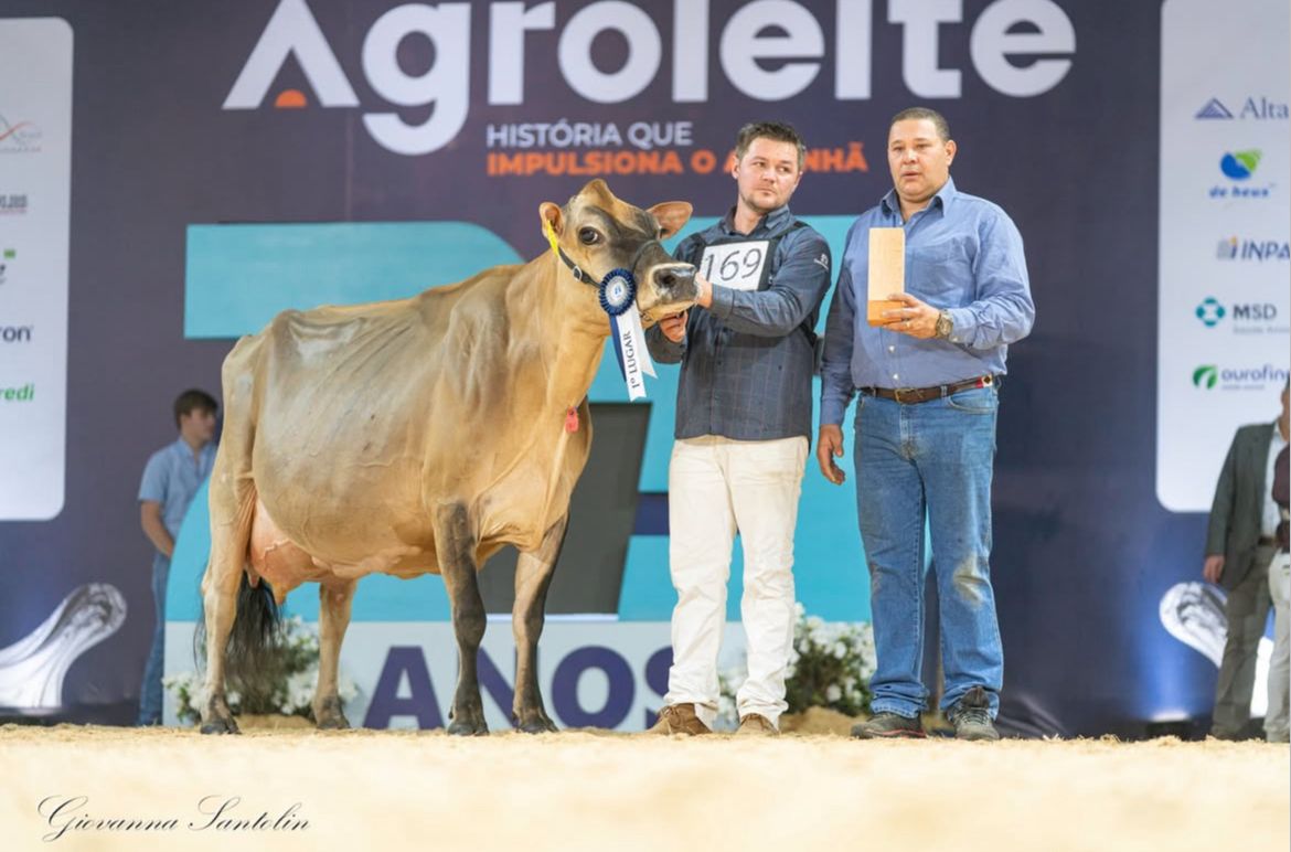 Vaca da raça Jersey, Nanda Celebrity Avistoso conquista bicampeonato na Agroleite 2025