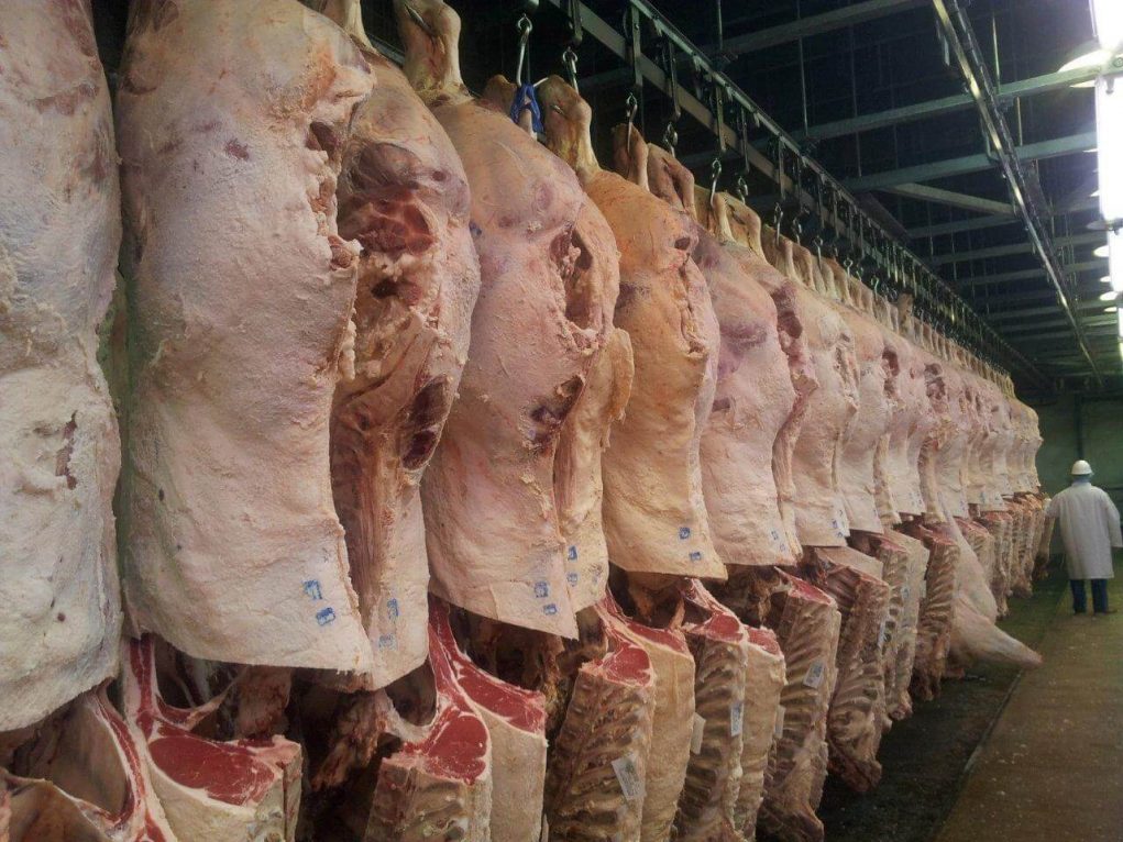 IBGE: prévia de abate mostra aumento em bovino, suíno e frango no 2º tri