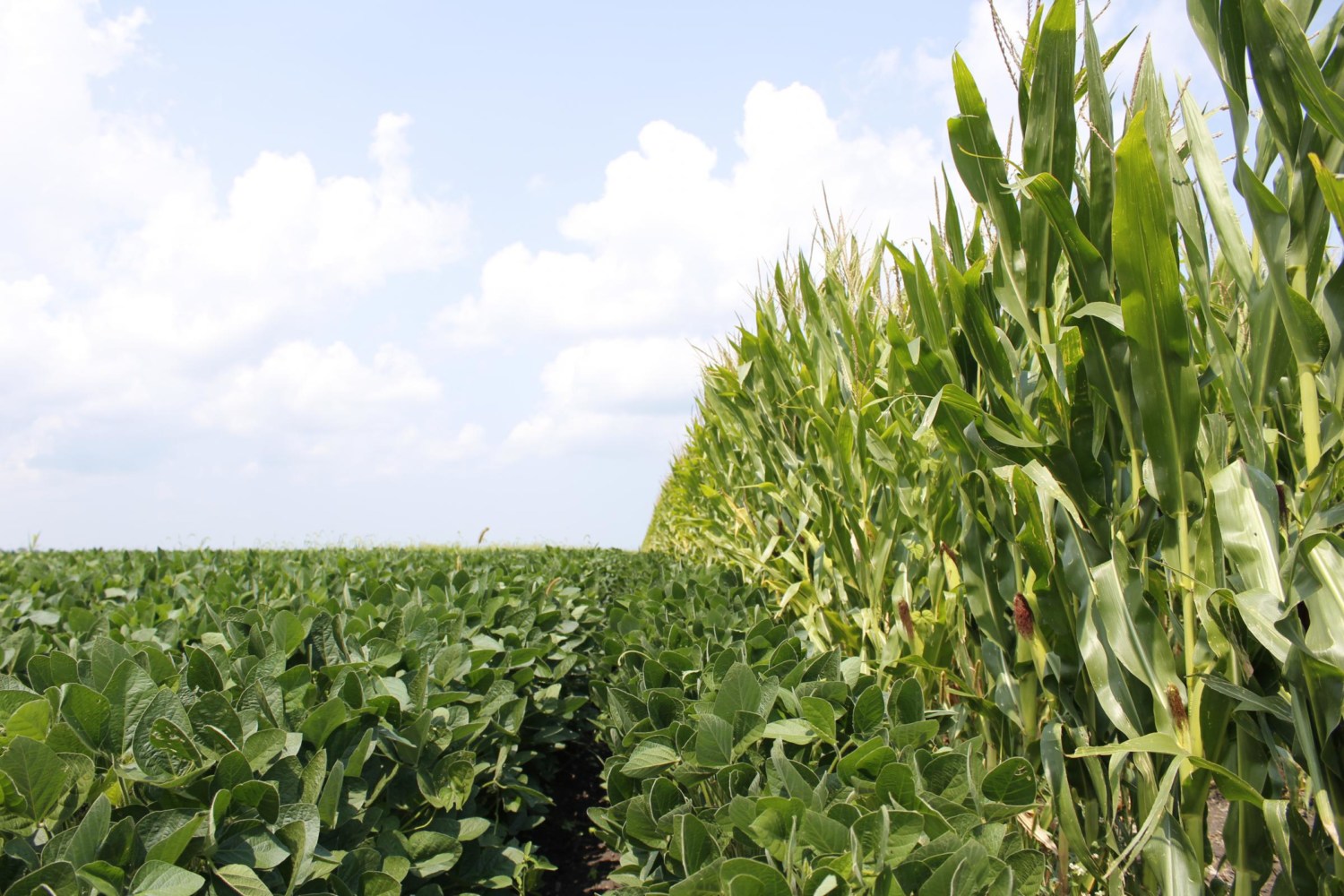 USDA eleva estimativa de produção para o milho e reduz para a soja nos EUA