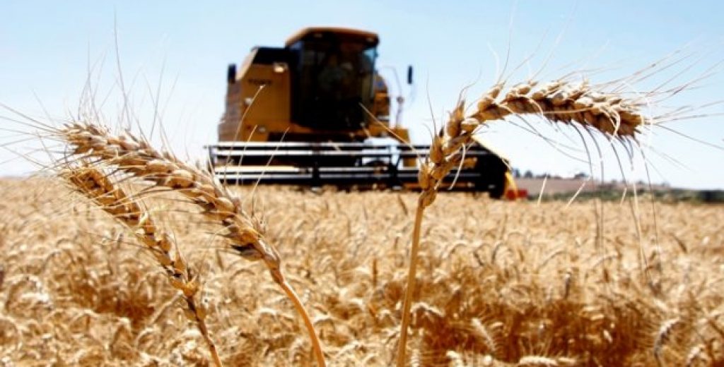 CNA debate estratégias para ampliar a competitividade do trigo no país