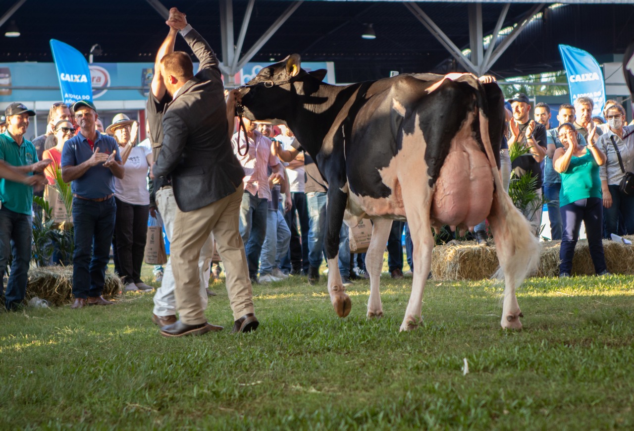 Raça Holandesa terá programação na Expointer com juiz internacional e prêmio para sólidos