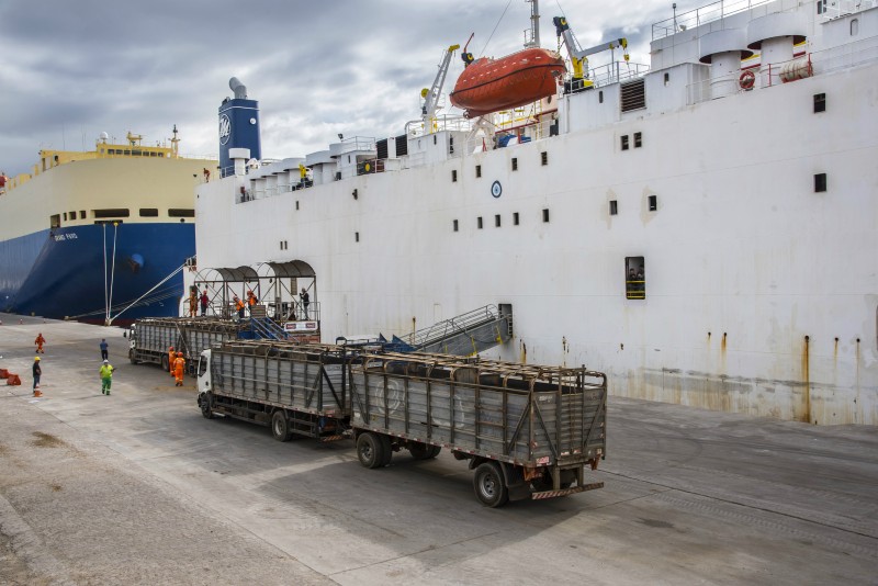 Projeto de Duda Salabert quer proibir exportação de gado vivo e ameaça mercado bilionário