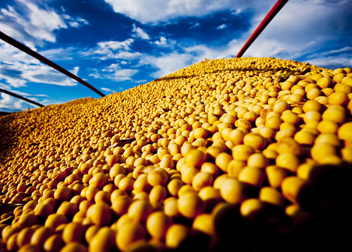 Cancelamentos superam vendas de soja nos EUA em 377,6 mil t, diz USDA