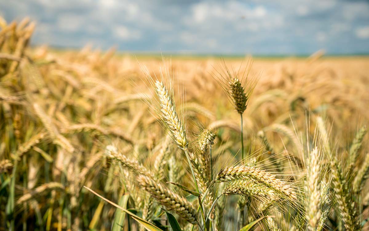 Produção de trigo no Brasil sobe 6,6% na safra 2025/26, após revisão da área plantada no RS
