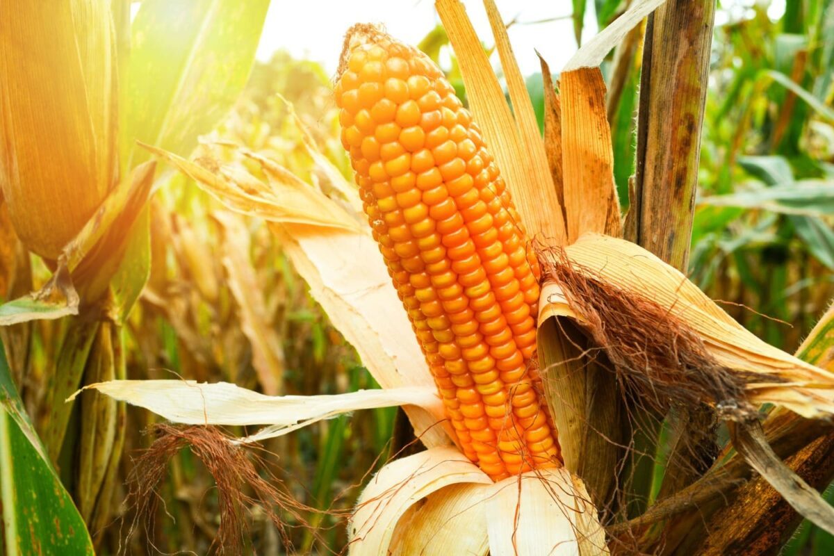 Cancelamentos superam vendas de milho nos EUA em 88,7 mil t, aponta USDA