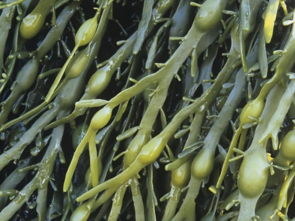 Alga marinha Ascophyllum nodosum contribui com a alta produtividade de campeões do CESB