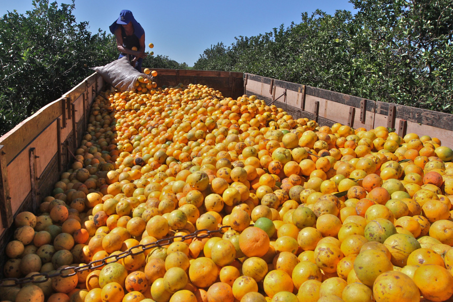 Incertezas limitam fechamento de contratos da safra de laranja 25/26