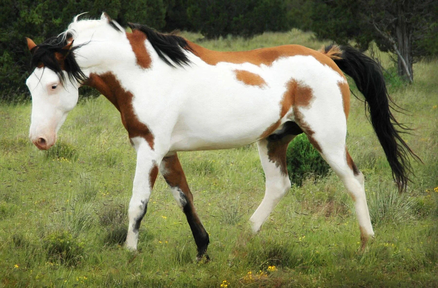 Conheça o Mustang espanhol, o cavalo lendário que vive fora dos registros oficiais