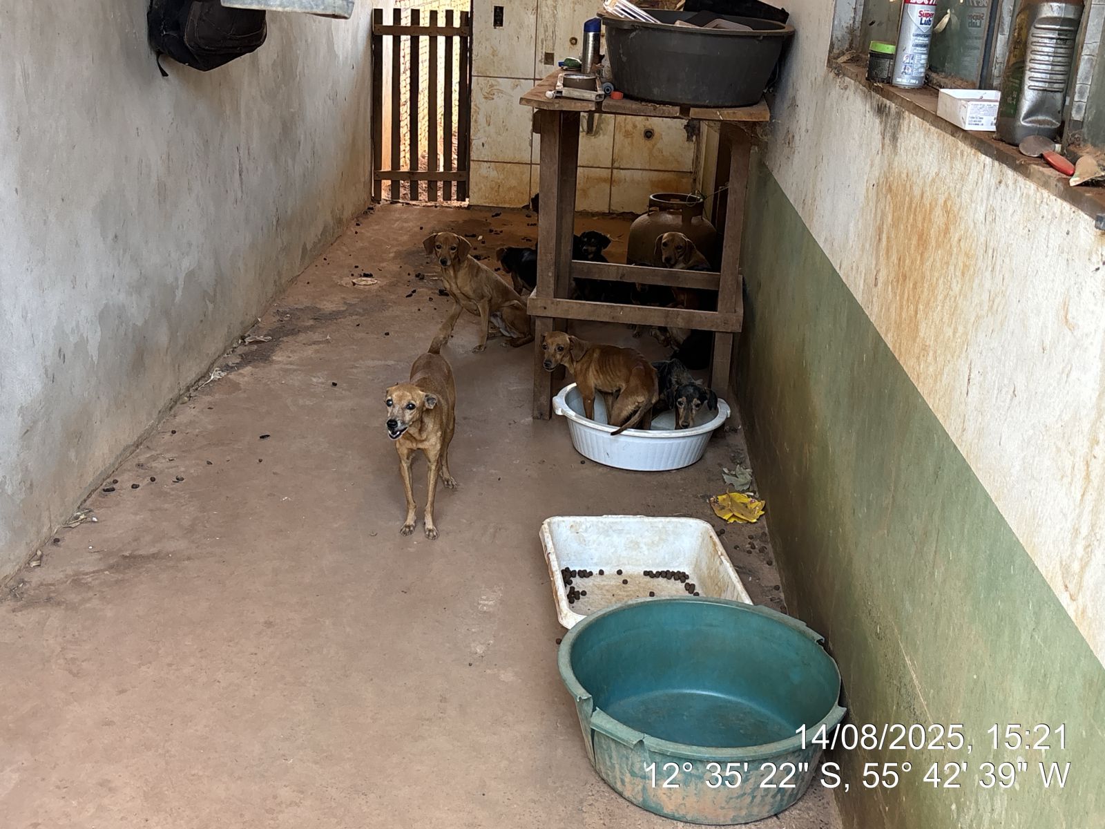Polícia Militar e Bombeiros resgatam 25 cães e gatos em situação de abandono