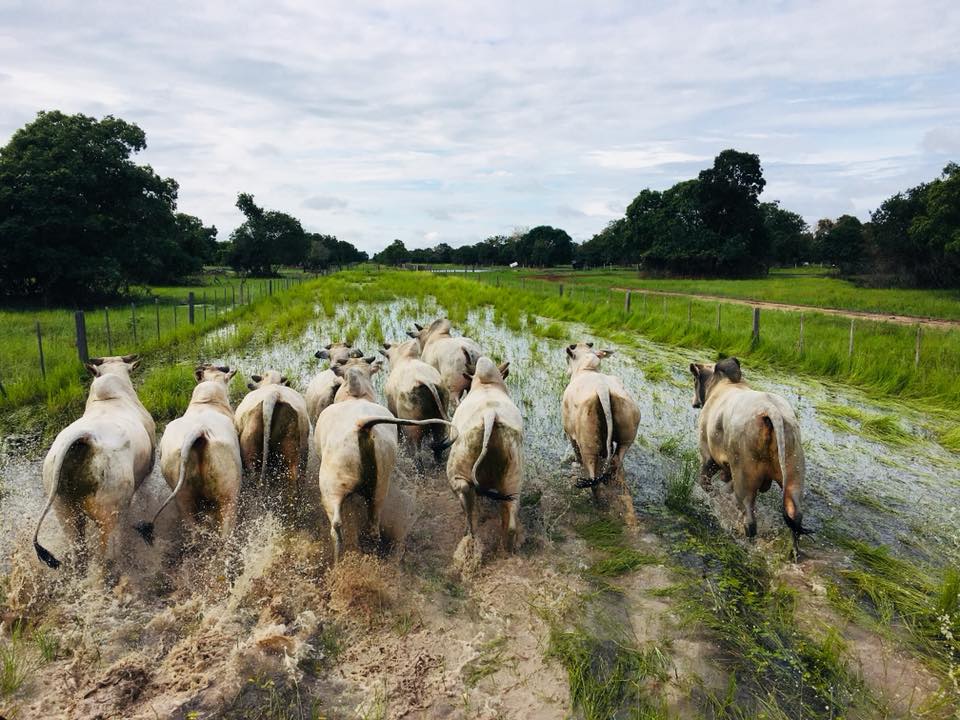 Famato terá relatoria na Câmara Temática sobre Pagamento por Serviços Ambientais no Pantanal