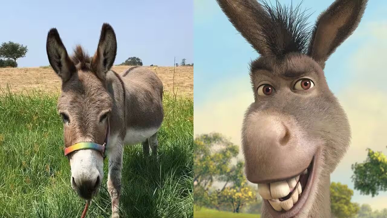 O burro de Shrek existiu e viveu uma vida digna de filme