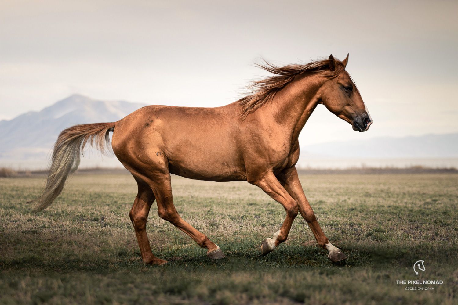 Conheça o Karabakh, o verdadeiro cavalo dourado das montanhas