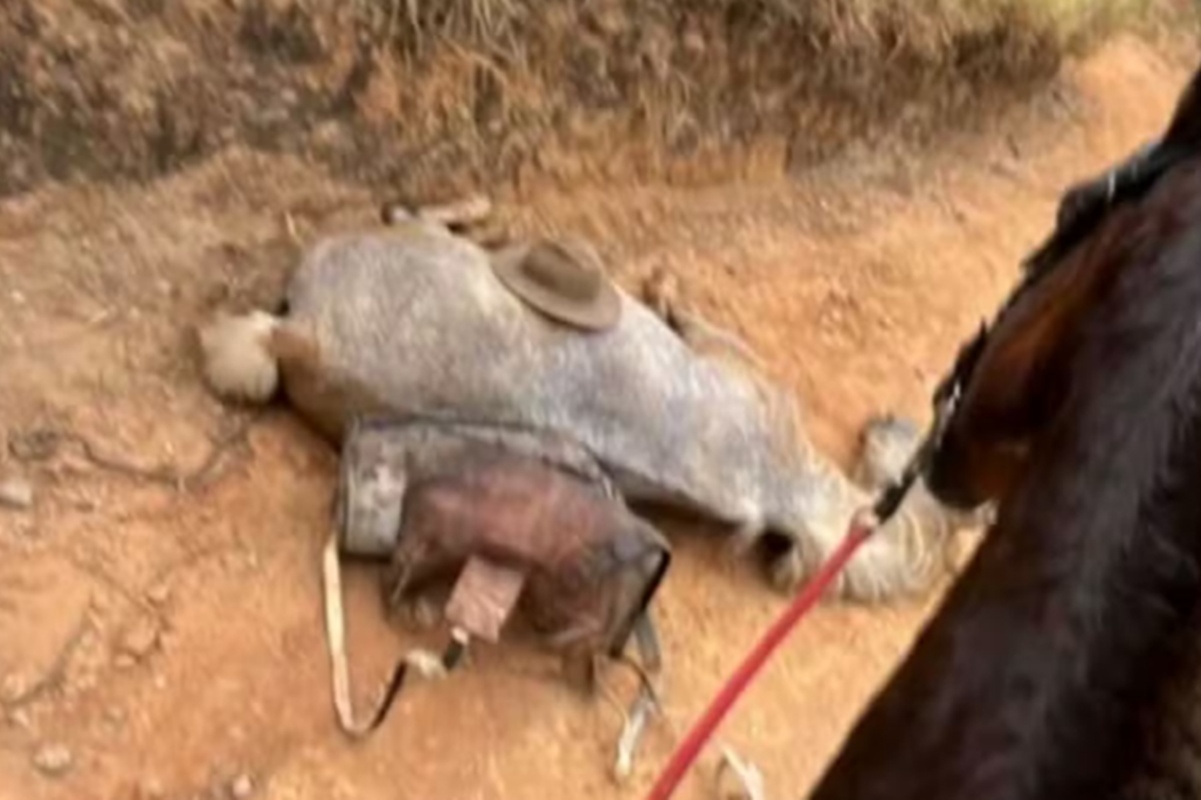 Homem exposto por Ana Castela após mutilar cavalo se pronuncia: veja