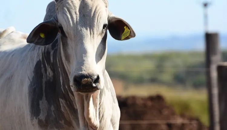 Exportação impulsiona alta no preço do boi gordo; veja cotação pelo país