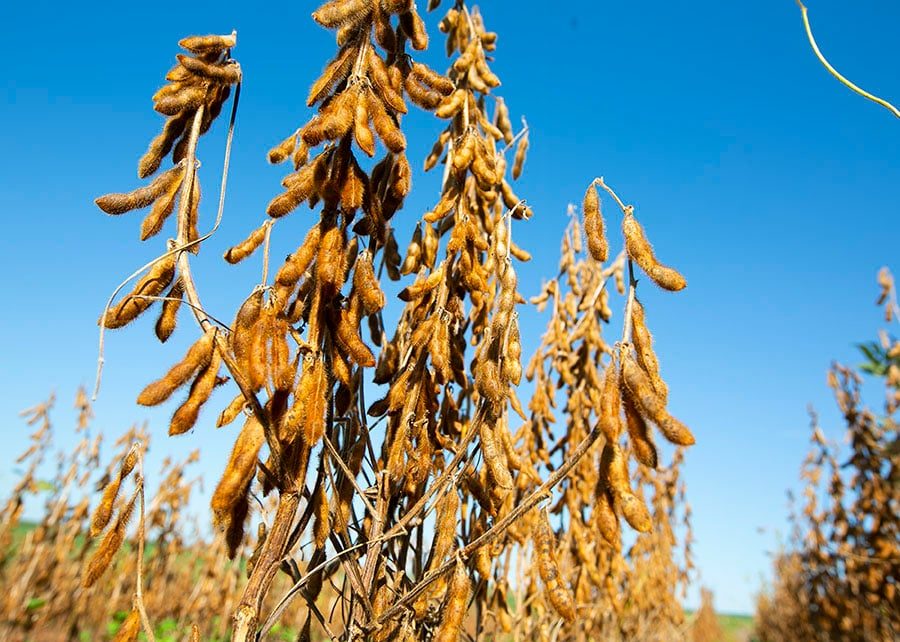 Cade acerta ao suspender Moratória da Soja, avalia secretário da Agricultura