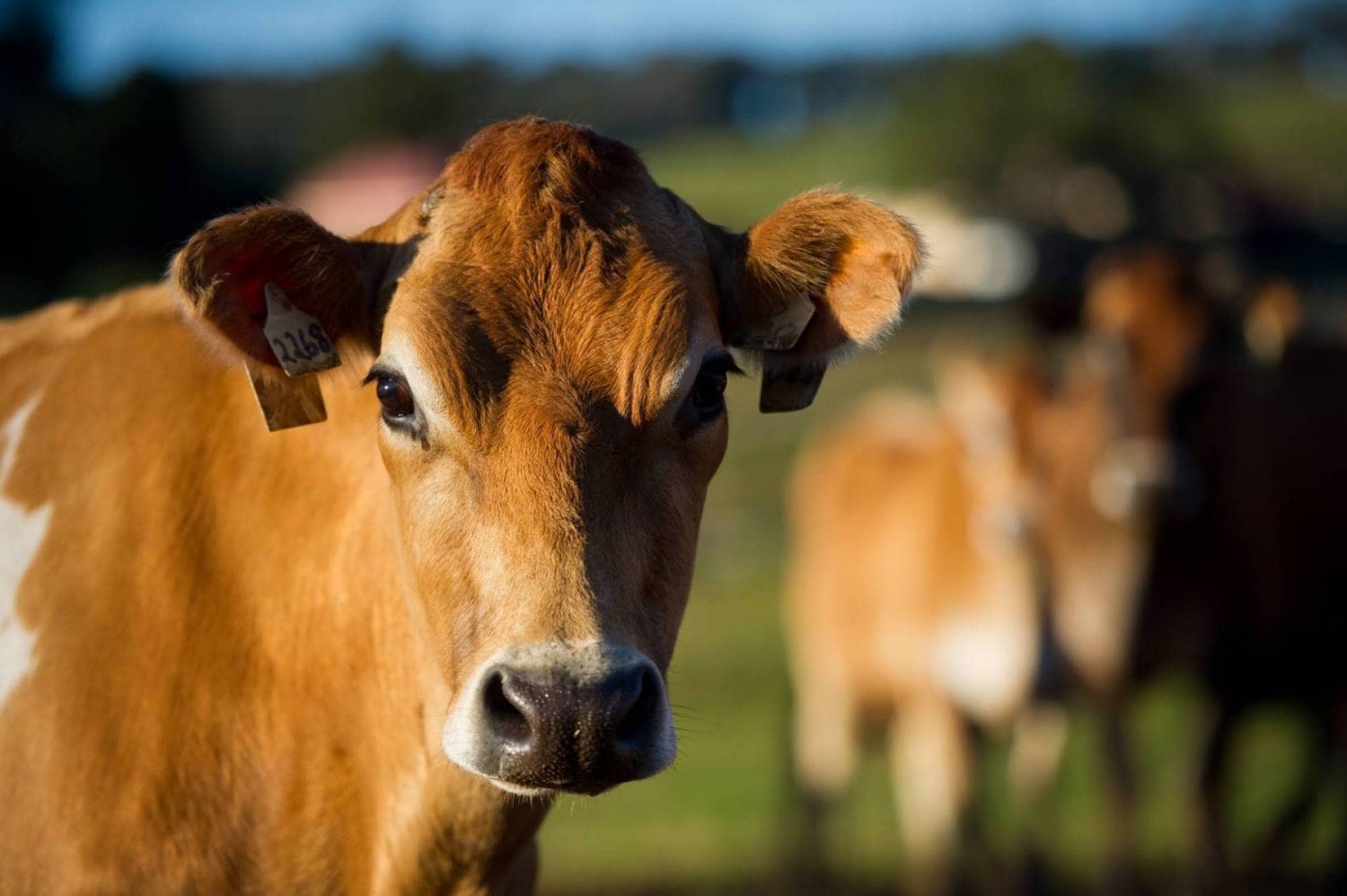Seu rebanho Jersey merece dados que trabalham por você. E agora, isso custa só R$ 1,00 por animal