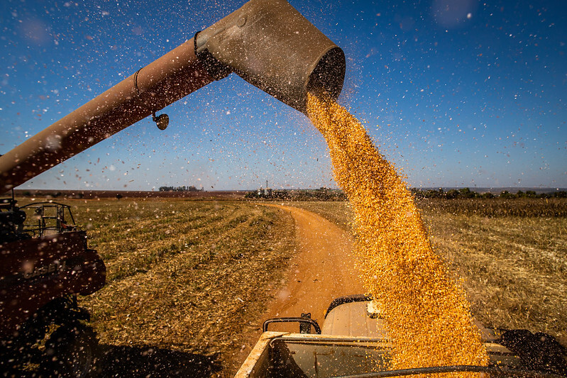 Exportadores dos EUA reportam vendas de 225,7 mil t de milho a México e Colômbia