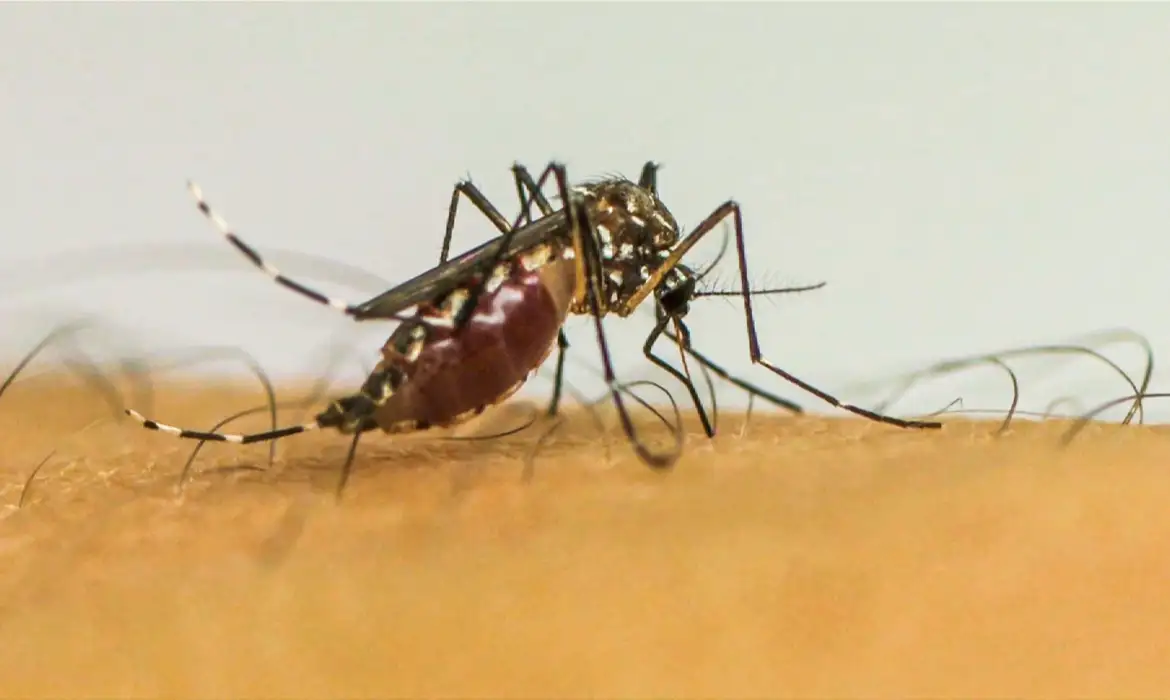 Doenças transmitidas por mosquitos serão “novo normal” na Europa