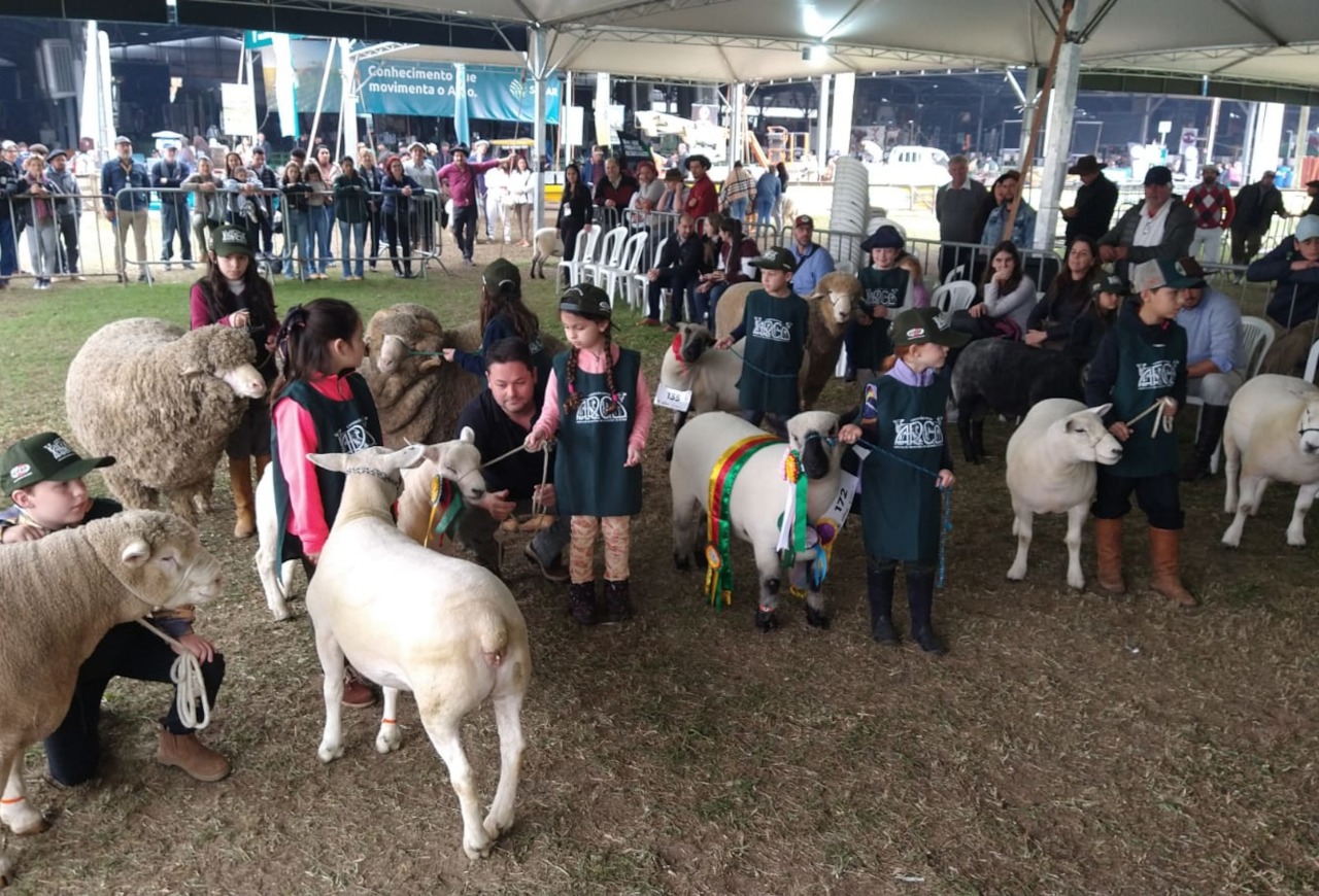 Programação da ovinocultura na Expointer conta com valorização dos jovens e promoção da carne