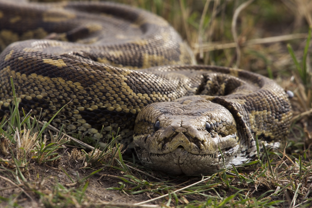 O parasita de píton que foi encontrado vivo no cérebro de humana