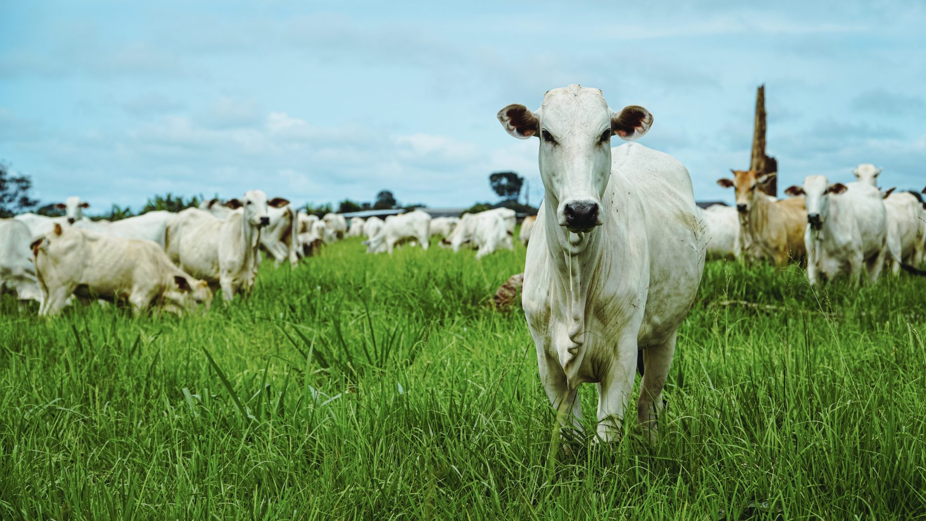 CNA destaca contribuição do produtor rural para a sustentabilidade da carne bovina