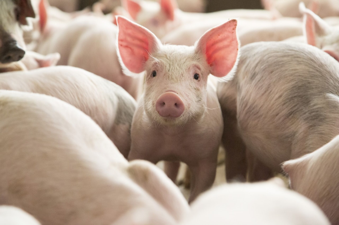 Brasil deve produzir cerca de 5,42 milhões de t de carne suína em 2025, projeta ABPA