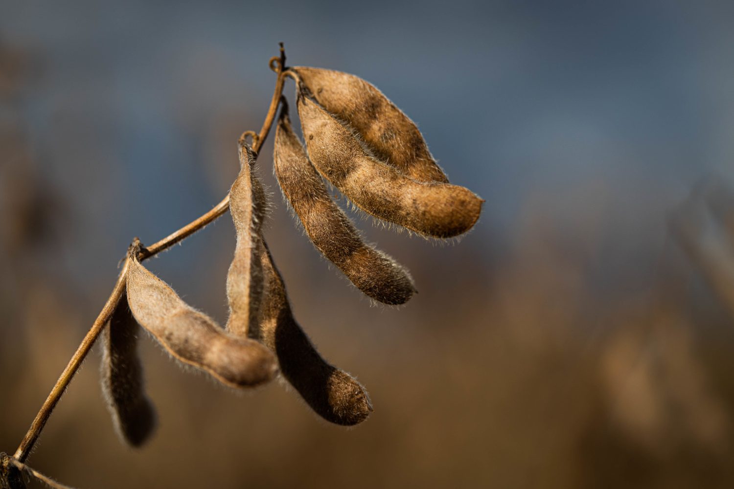 USDA: cancelamentos superam vendas em 5,7 mil t de soja da safra 24/25 na semana
