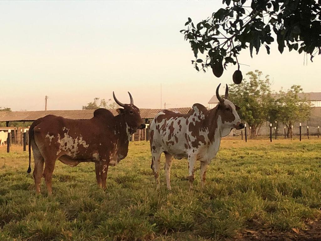 Goiás remunera produtores rurais que preservam o Cerrado
