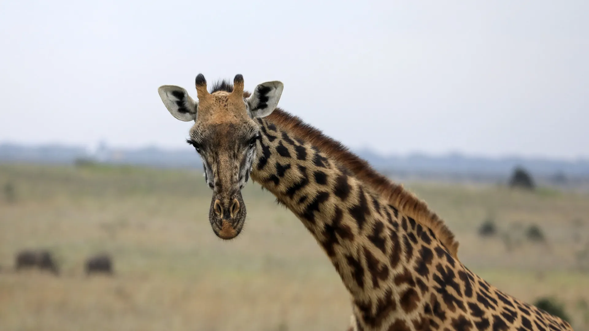 Quatro girafas diferentes são reconhecidas em reclassificação histórica