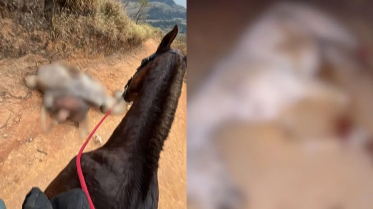 Polêmica em SP: suspeito de mutilar cavalo não é preso; veja os motivos