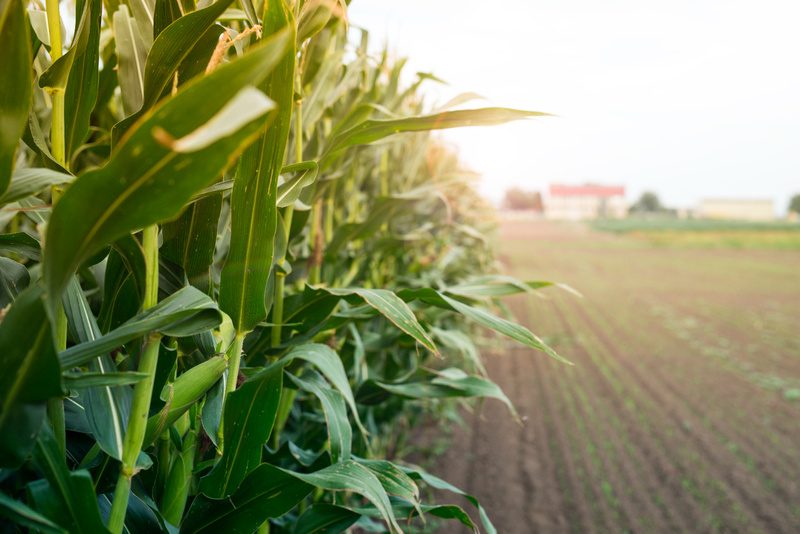 Cancelamentos superam vendas em 27,1 mil t da safra 2024/25 de milho, diz USDA