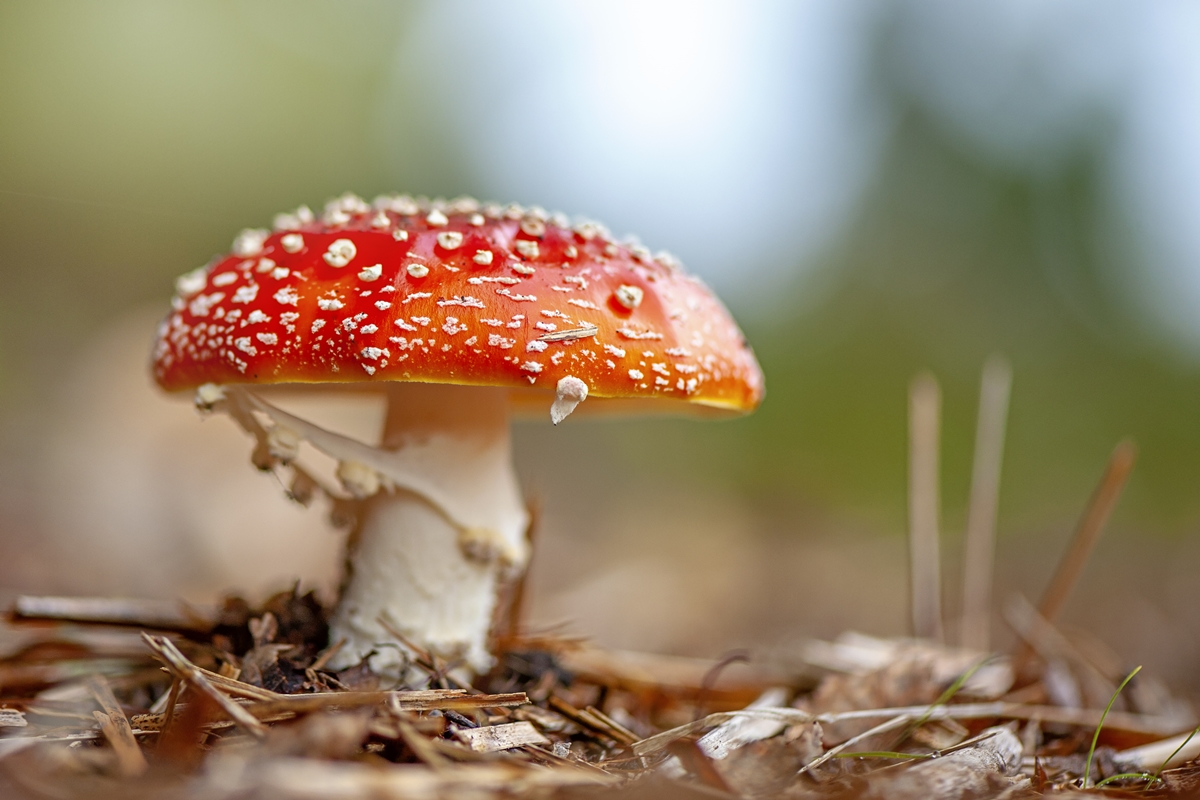 “Microdosagem” com cogumelos aumentou casos de envenenamento nos EUA