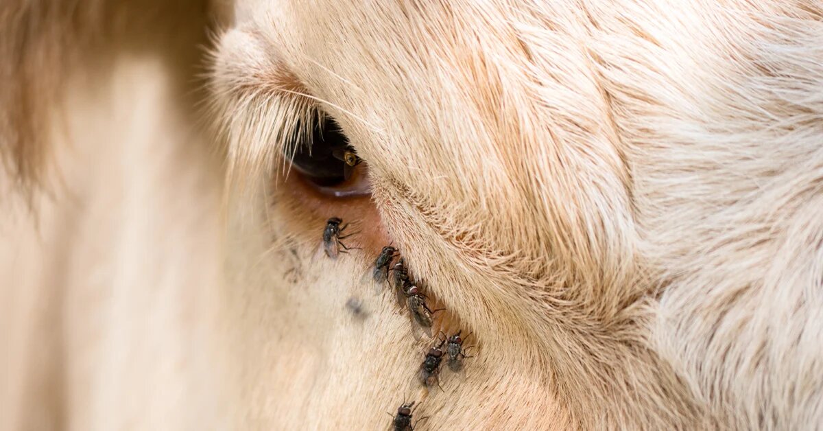 Texas terá fábrica milionária de moscas estéreis contra a bicheira