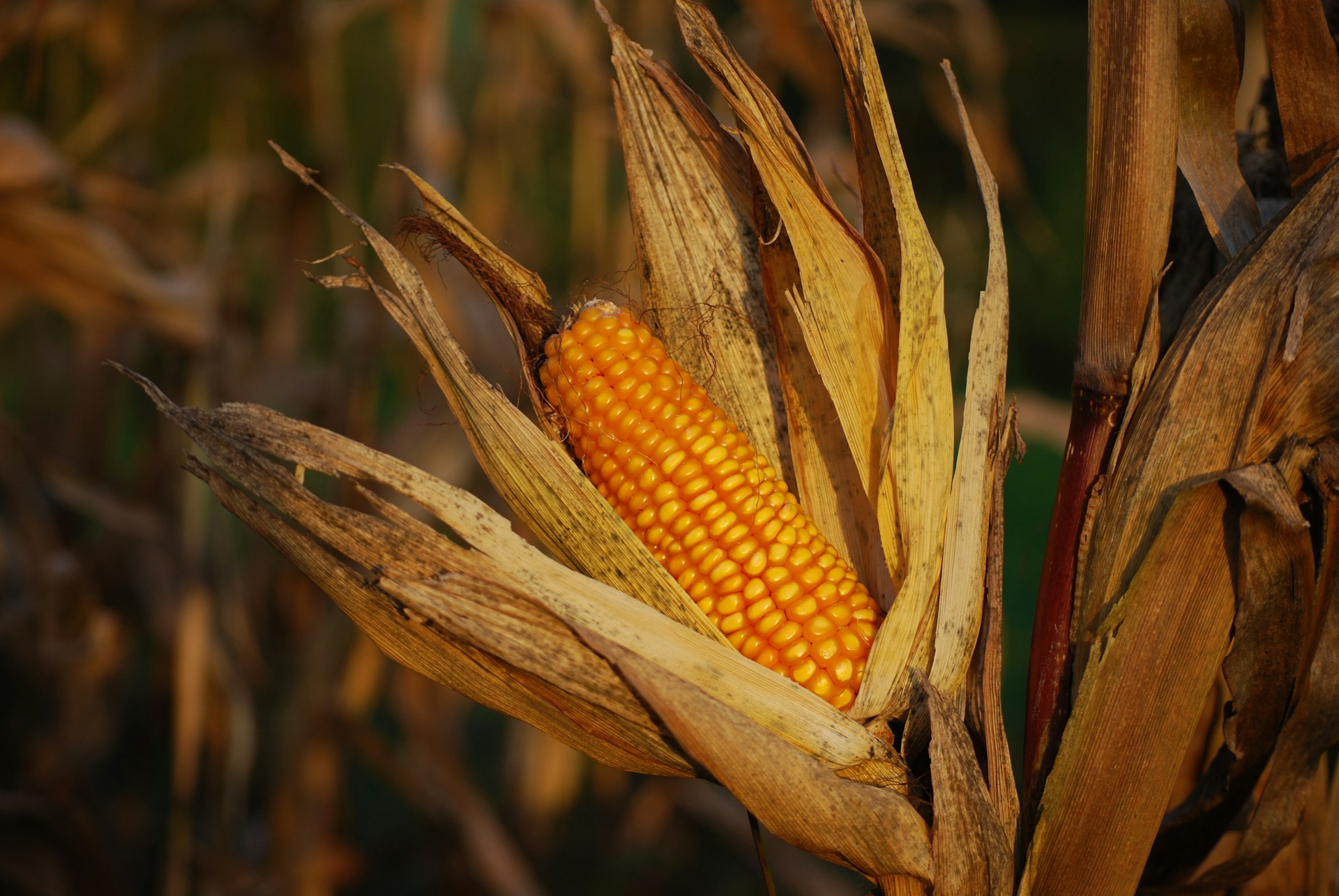 Exportador dos EUA reporta vendas de 260,2 mil t de milho à Espanha e Costa Rica