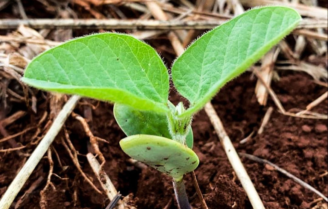 Rural Clima: plantio antecipado da soja pode elevar potencial do milho 2ª safra