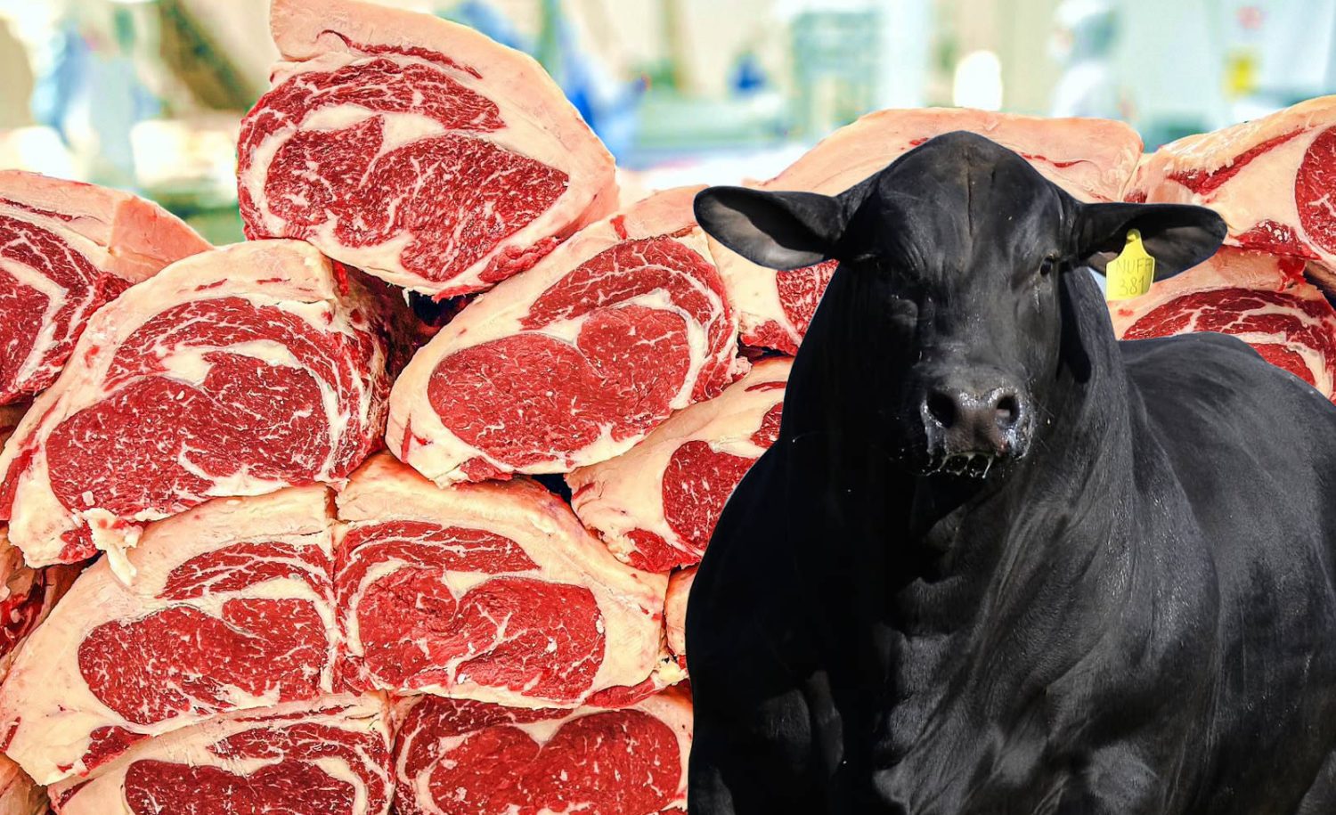 Conheça raças e cruzamentos de gado para produzir carne premium