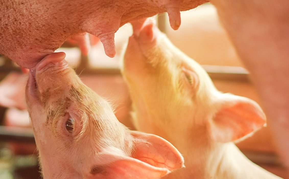 Por que não bebemos leite de porca?