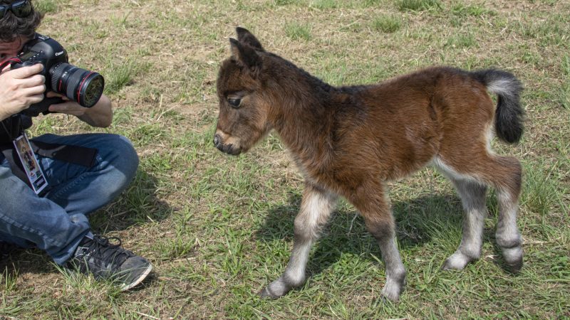 Pôneis dobram participação na Expointer e Cavalo Anglo-Árabe volta às pistas depois de 36 anos