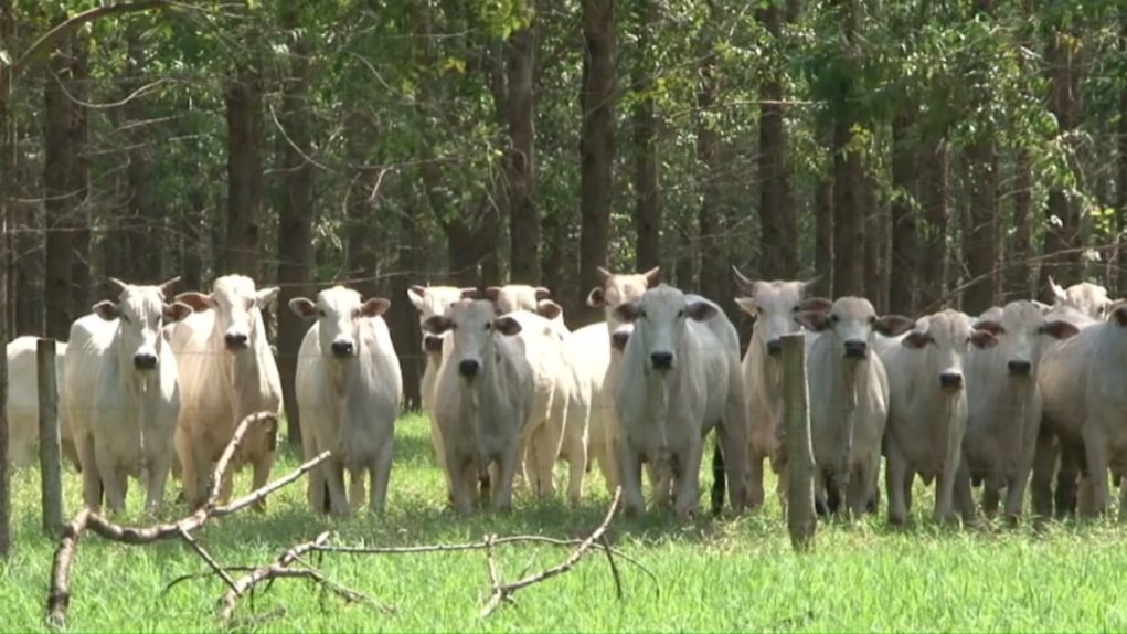 SRB defende revisão do Plano do Clima